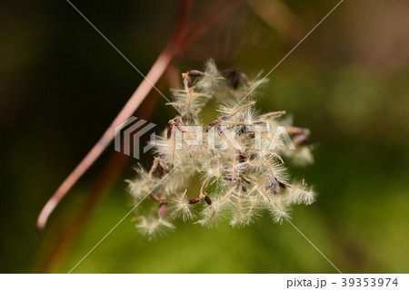 ボタンズルの綿毛 ボタンズルの綿毛 39353974