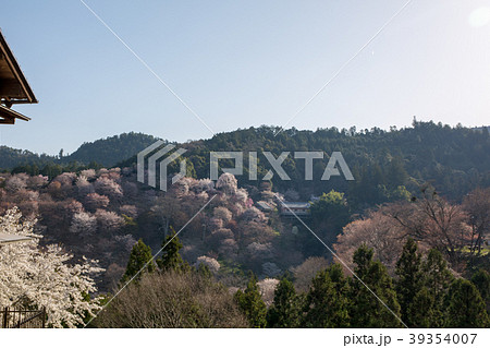 中千本桜/奈良県 中千本桜/奈良県 39354007