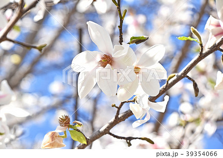 コブシ（辛夷） 39354066