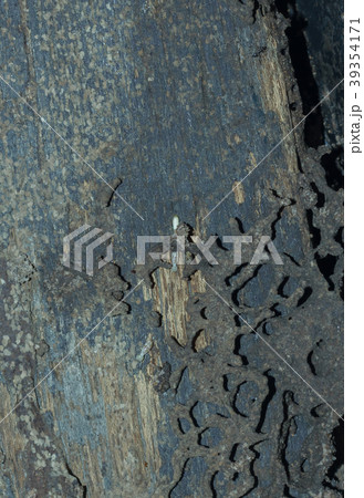 Termite bites eat wood in the house. 39354171
