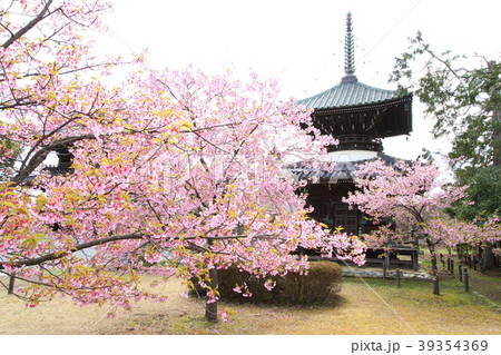 清涼寺の河津桜 39354369