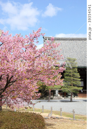 清涼寺の河津桜 39354541