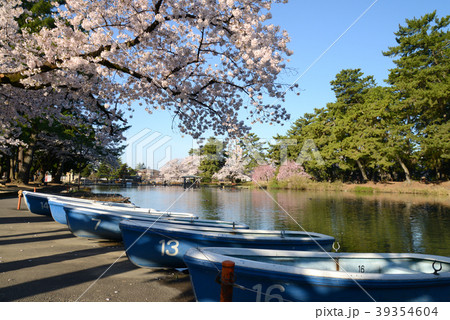 桜満開の前橋敷島公園の写真素材