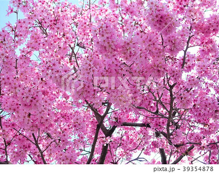 満開の桜 39354878