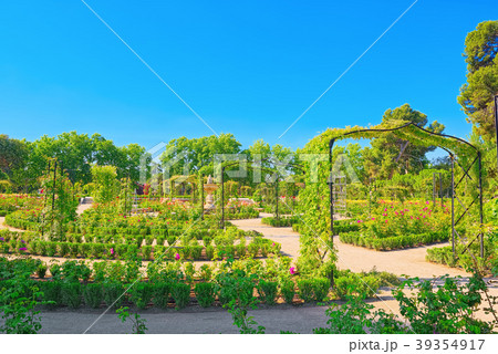 Walking through Buen Retiro Park. Rose Park Walking through Buen Retiro Park. Rose Park 39354917