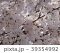 サクラ 39354992