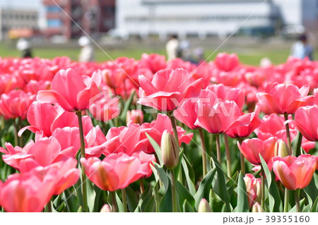 チューリップ・〜花の群集〜 39355160