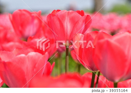 チューリップ・〜花の群集〜 39355164