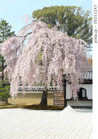 高台寺の枝垂れ桜 高台寺の枝垂れ桜 39355247