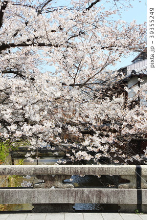 祇園白川の桜 39355249