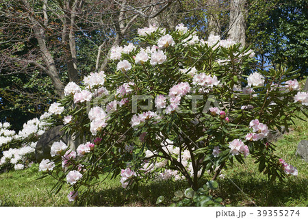 石楠花の花 アカボシシャクナゲ 石楠花の花 アカボシシャクナゲ 39355274