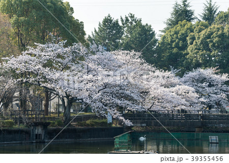 鹿沼公園のサクラ 39355456
