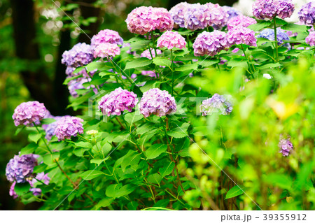 花物語 花物語 39355912