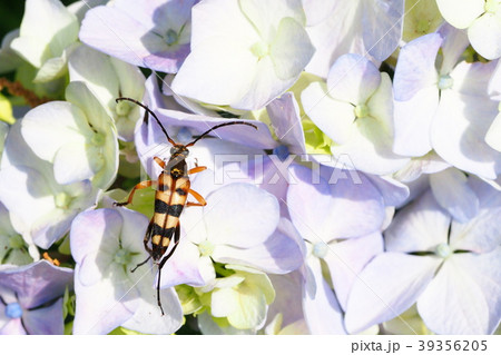 ヨツスジハナカミキリとアジサイの花 39356205