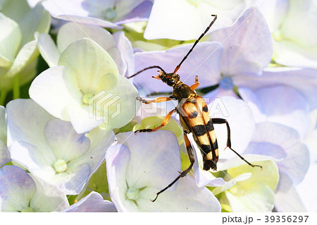ヨツスジハナカミキリとアジサイの花 39356297