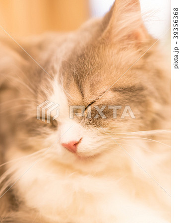 猫物語 39356368