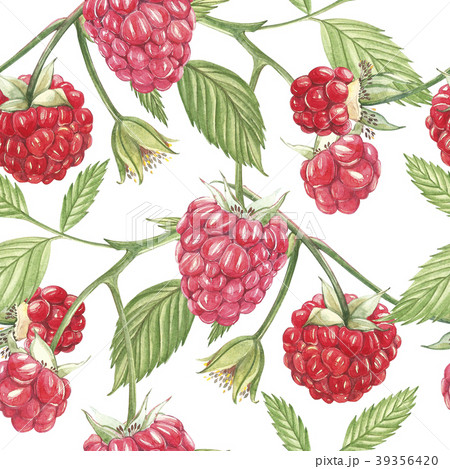 Hand drawn watercolor painting raspberry on white Hand drawn watercolor painting raspberry on white 39356420