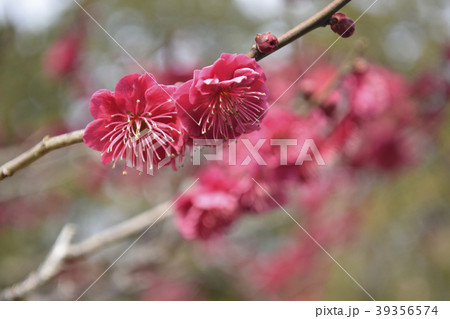 梅 鹿児島紅梅 梅 鹿児島紅梅 39356574