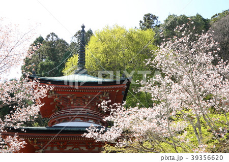 法輪寺の桜 39356620