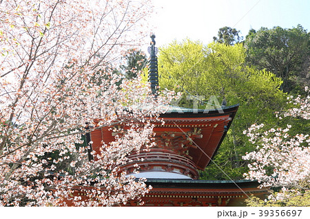法輪寺の桜 39356697