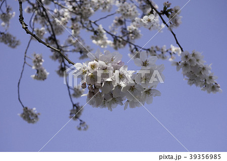 桜の花 桜の花 39356985