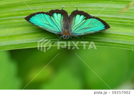 ミドリシジミ（オス） 39357002