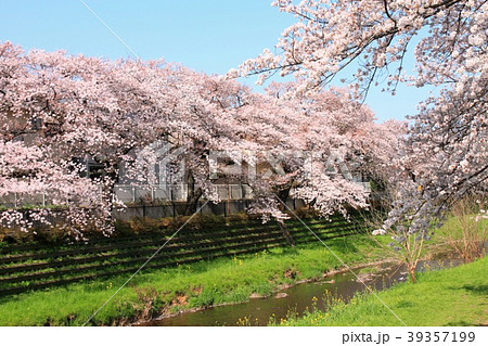 春の小川の写真素材