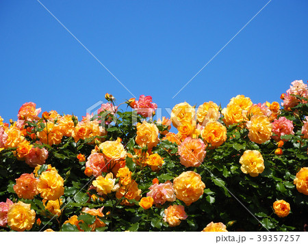 愛媛県菊間町 かわら館のバラ園 愛媛県菊間町 かわら館のバラ園 39357257