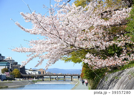 鴨川沿いの桜 39357280