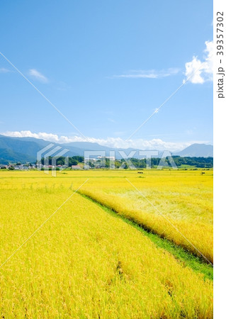 秋の農村風景 （９月） 39357302