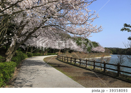 ある晴れた春の日のときわ公園の桜並木 39358093