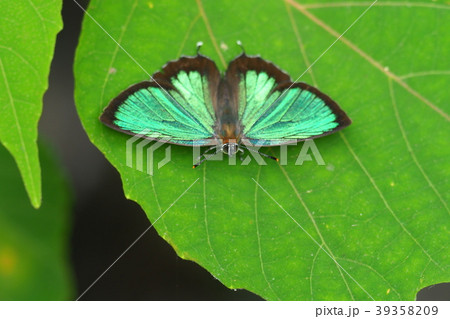 ミドリシジミ(オス) ミドリシジミ(オス) 39358209