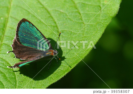ミドリシジミ(オス) ミドリシジミ(オス) 39358307