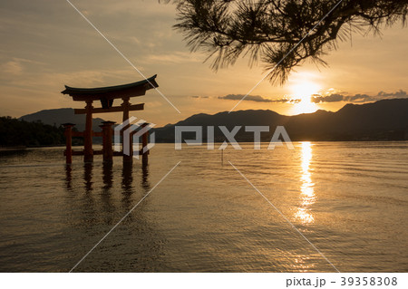 厳島神社の大鳥居と夕日の写真素材