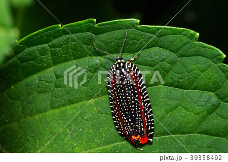 ビロードハマキ 39358492