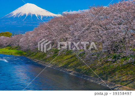 桜 日本 桜 日本 39358497