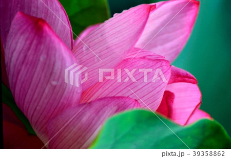 倉敷市の蓮の花 倉敷市の蓮の花 39358862