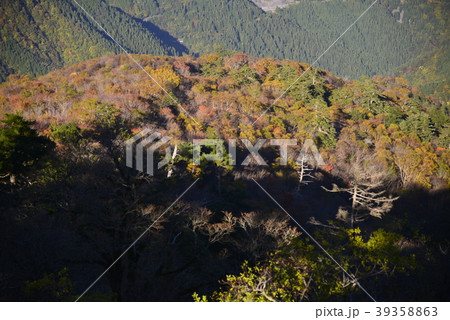 愛媛県西条市扇山の紅葉 愛媛県西条市扇山の紅葉 39358863