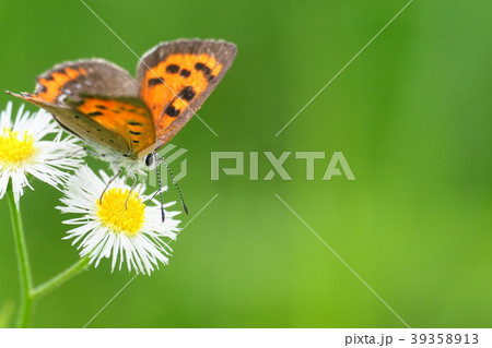 ベニシジミ 39358913