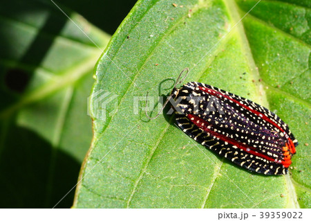 ビロードハマキ 39359022