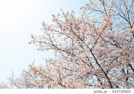 桜と青空 39359060
