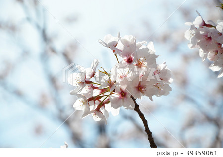 桜と青空 39359061