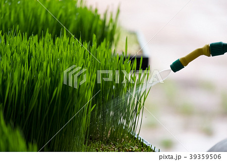 Watering wheat grass 39359506