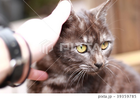 猫に触れる手 猫に触れる手 39359785