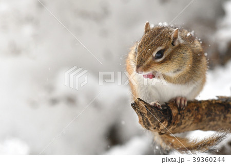 お目覚め 39360244