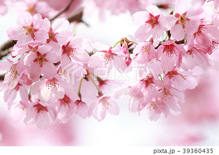 桜 桜 39360435