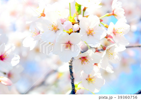 さくら（ふんわり） 39360756