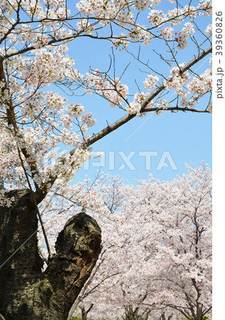 桜と青空 39360826