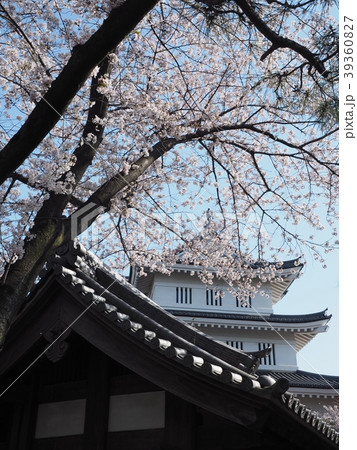忍城と桜 39360827