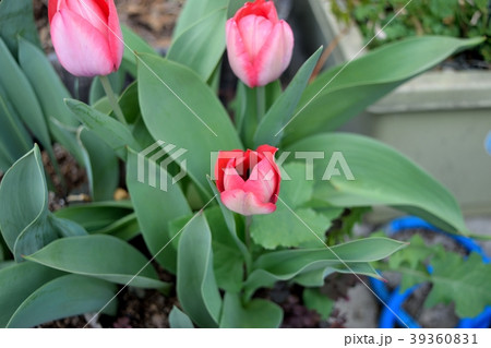 チューリップ 39360831